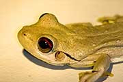 Roth's Tree Frog (Litoria rothii)